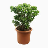Arborele de Jad Norocos (Crassula Ovata), 60 cm, planta suculenta decorativa, cadou usor de ingrijit