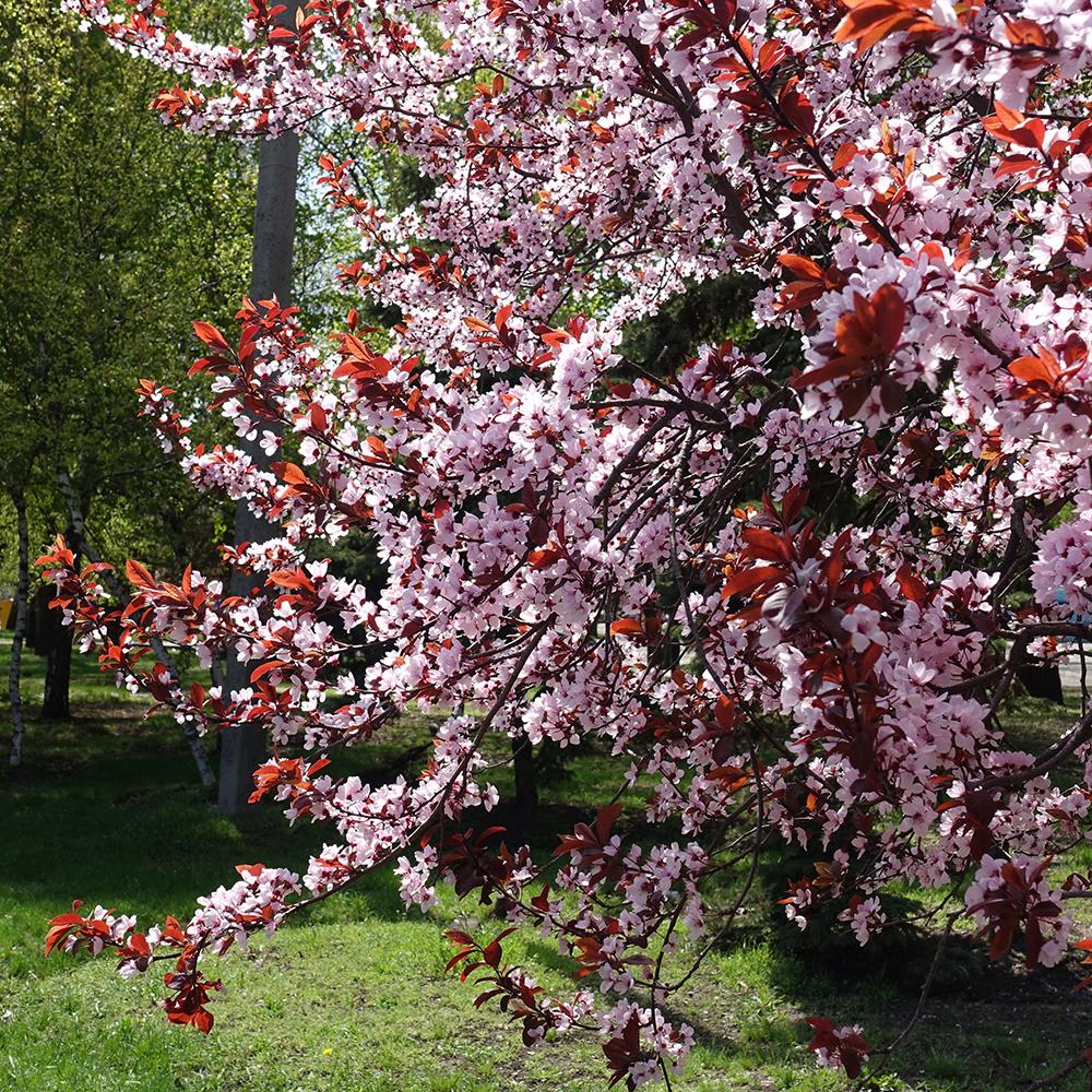 Cires Japonez roz Ruby, cu flori roz-rubiniu
