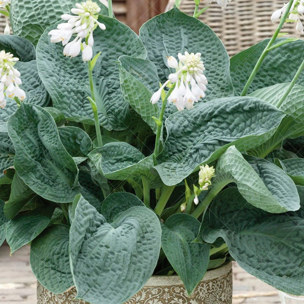 Crin de Toamna albastru (Hosta) Big Daddy