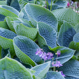 Crin de Toamna albastru (Hosta) Big Daddy