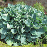 Crin de Toamna albastru (Hosta) Big Daddy