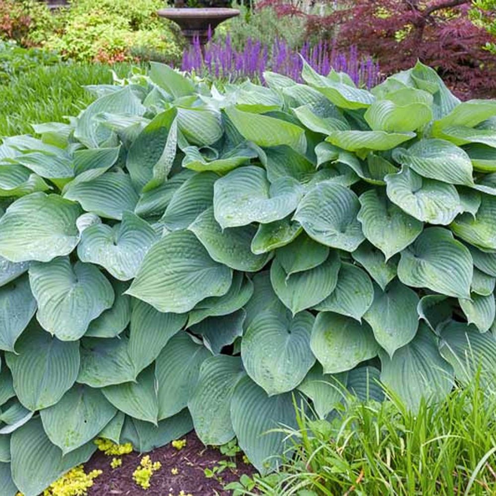 Crin de Toamna albastru (Hosta) Big Daddy