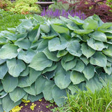 Crin de Toamna albastru (Hosta) Big Daddy