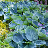 Crin de Toamna albastru (Hosta) Big Daddy