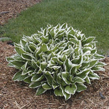 Crin de Toamna (Hosta) Albomarginata, cu frunzis verde si margini albe