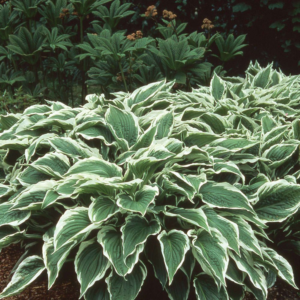 Crin de Toamna (Hosta) Albomarginata, cu frunzis verde si margini albe