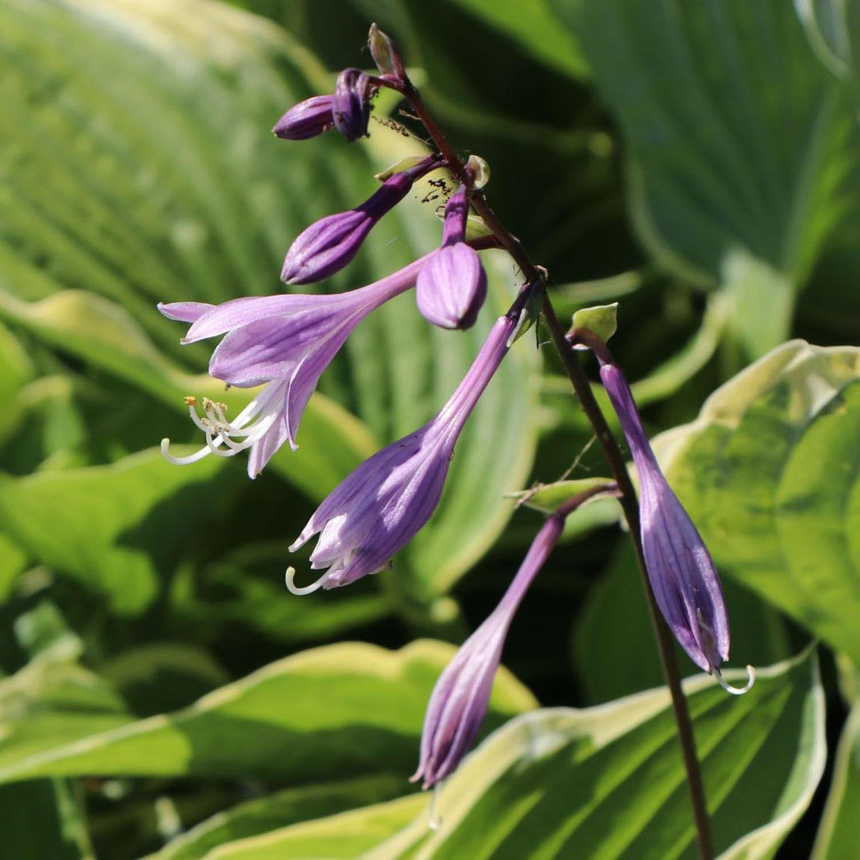 Crin de Toamna (Hosta) Aureomarginata, cu frunzis verde si margini galbene
