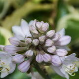 Crin de Toamna (Hosta) Brim Cup, cu frunzis de margini albe cu centru verde