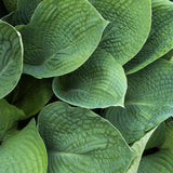Crin de Toamna (Hosta) Elegans, cu frunzis albastru-verzui
