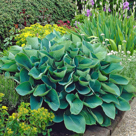 Crin de Toamna (Hosta) Elegans, cu frunzis albastru-verzui