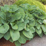 Crin de Toamna (Hosta) Elegans, cu frunzis albastru-verzui