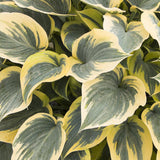 Crin de Toamna (Hosta) First Frost, cu frunzis albastru-verzui si margini galbene