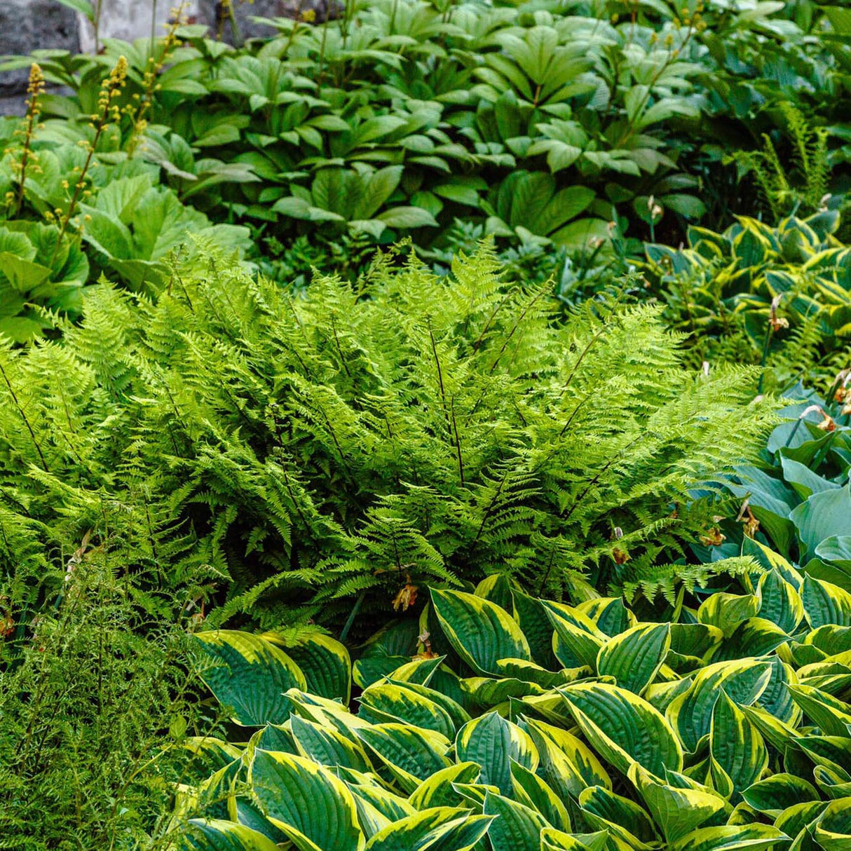 Crin de Toamna (Hosta) First Frost, cu frunzis albastru-verzui si margini galbene