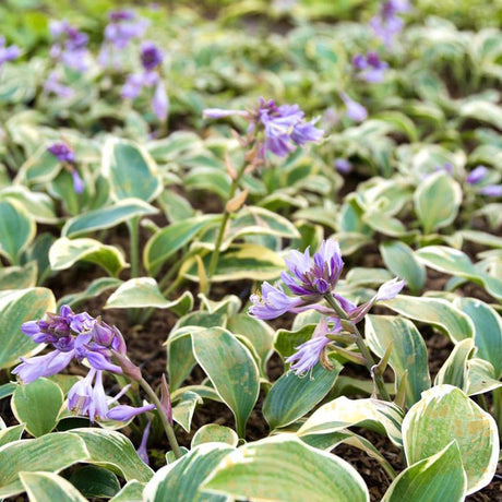 Crin de Toamna (Hosta) First Frost, cu frunzis albastru-verzui si margini galbene