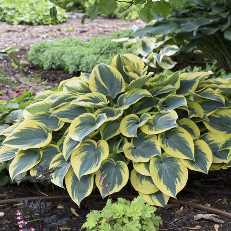 Crin de Toamna (Hosta) First Frost, cu frunzis albastru-verzui si margini galbene