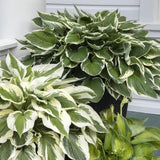 Crin de Toamna (Hosta) Francee
