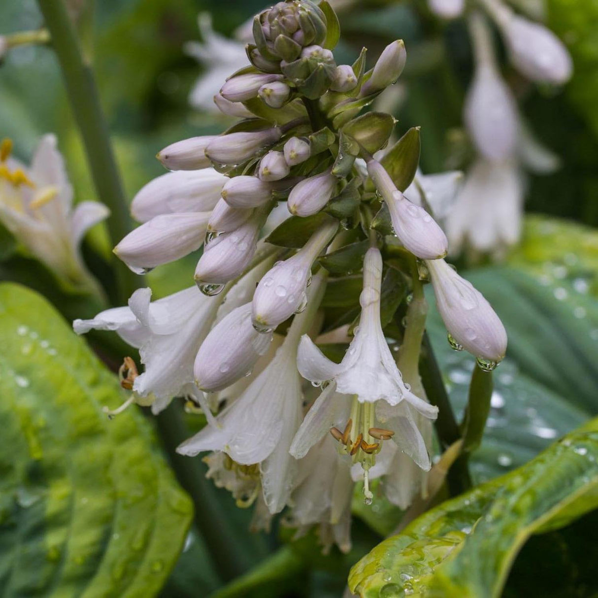 Crin de Toamna (Hosta) Frances Williams, cu frunzis albastru-verzui si margini galben-crem