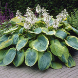 Crin de Toamna (Hosta) Frances Williams, cu frunzis albastru-verzui si margini galben-crem