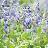 Crin de toamna (Hosta) Golden Tiara, cu frunze verzi si margini galbene