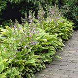 Crin de toamna (Hosta) Golden Tiara, cu frunze verzi si margini galbene