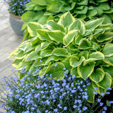 Crin de toamna (Hosta) Golden Tiara, cu frunze verzi si margini galbene