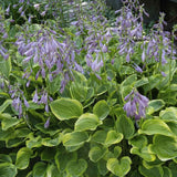 Crin de toamna (Hosta) Golden Tiara, cu frunze verzi si margini galbene