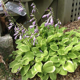 Crin de toamna (Hosta) Golden Tiara, cu frunze verzi si margini galbene