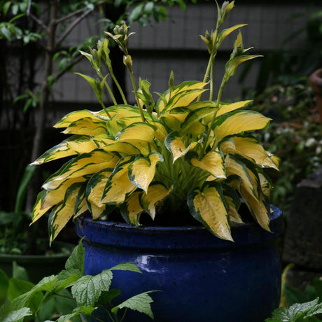 Crin de Toamna (Hosta) Orange Marmelade, cu frunzis galben si margini verzi