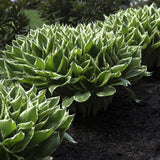 Crin de Toamna (Hosta) Patriot, cu frunzis verde si margini albe