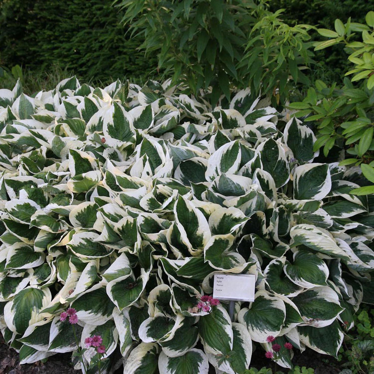 Crin de Toamna (Hosta) Patriot, cu frunzis verde si margini albe