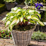 Crin de Toamna (Hosta) Raspberry Sundae, cu frunzis galben si margini verzi