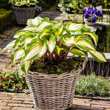 Crin de Toamna (Hosta) Raspberry Sundae, cu frunzis galben si margini verzi
