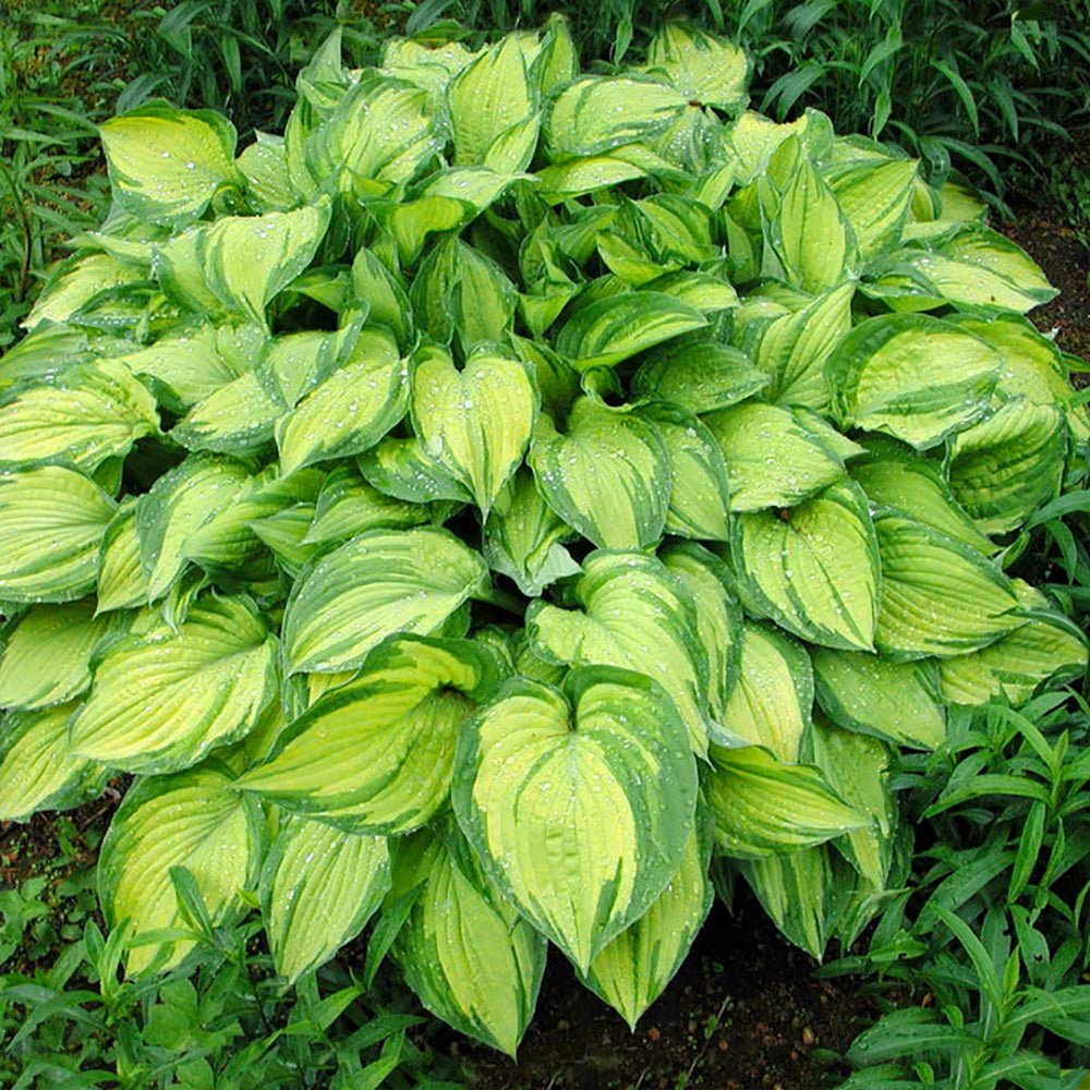 Crin de Toamna (Hosta) Stained Glass, cu frunzis auriu si margini verzi