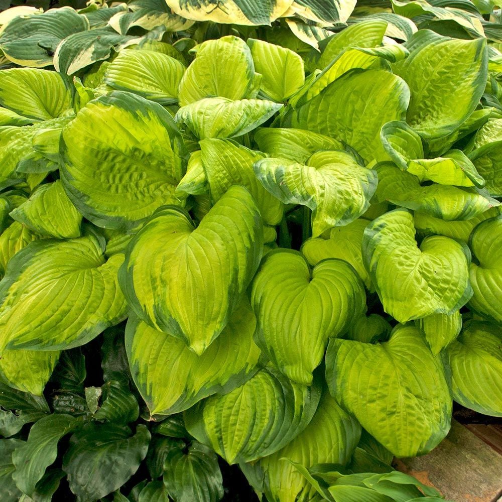 Crin de Toamna (Hosta) Stained Glass, cu frunzis auriu si margini verzi
