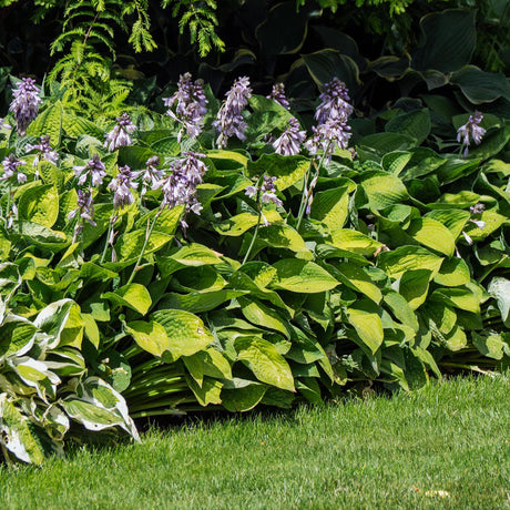 Crin de Toamna (Hosta) Sum And Substance