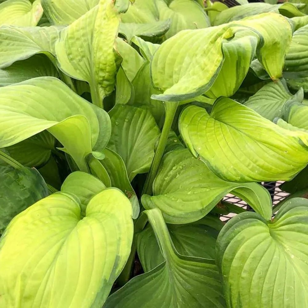 Crin de Toamna (Hosta) Guacamole, cu frunzis verde si margini crem