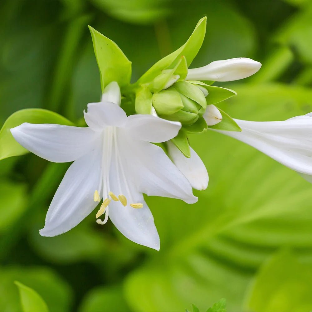 Crin de Toamna (Hosta) Guacamole, cu frunzis verde si margini crem