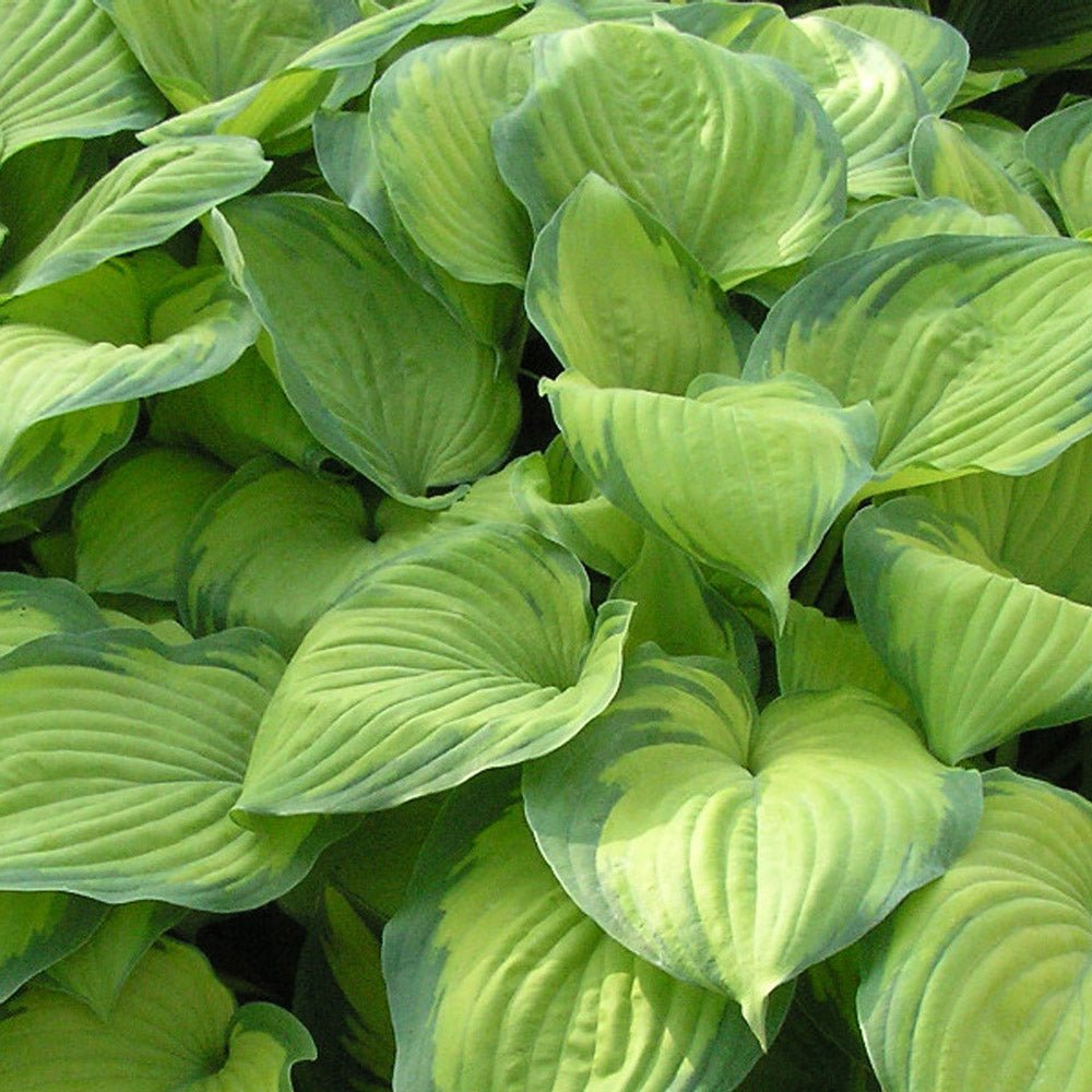 Crin de Toamna (Hosta) Guacamole, cu frunzis verde si margini crem