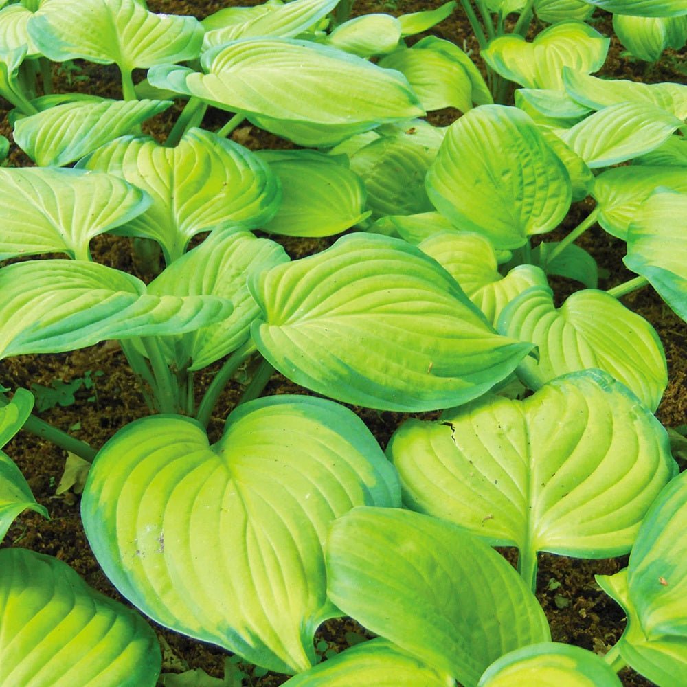 Crin de Toamna (Hosta) Guacamole, cu frunzis verde si margini crem