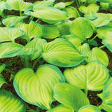 Crin de Toamna (Hosta) Guacamole, cu frunzis verde si margini crem