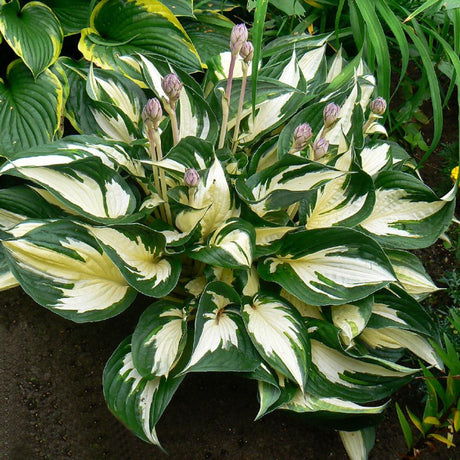 Crin de Toamna (Hosta) Fire And Ice, frunzis cu centru alb si margini verzi