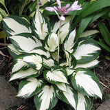 Crin de Toamna (Hosta) Fire And Ice, frunzis cu centru alb si margini verzi
