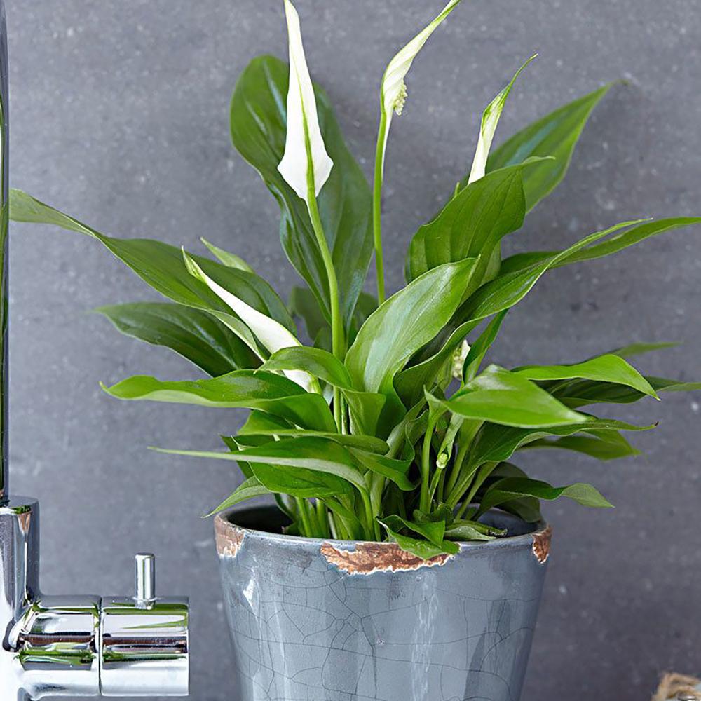 Crinul Pacii Spathiphyllum Pearl Cupido - 55 cm