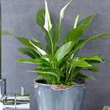 Crinul Pacii Spathiphyllum Pearl Cupido - 55 cm