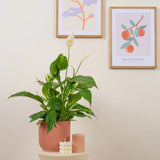 Crinul Pacii Spathiphyllum Pearl Cupido - 70/75 cm