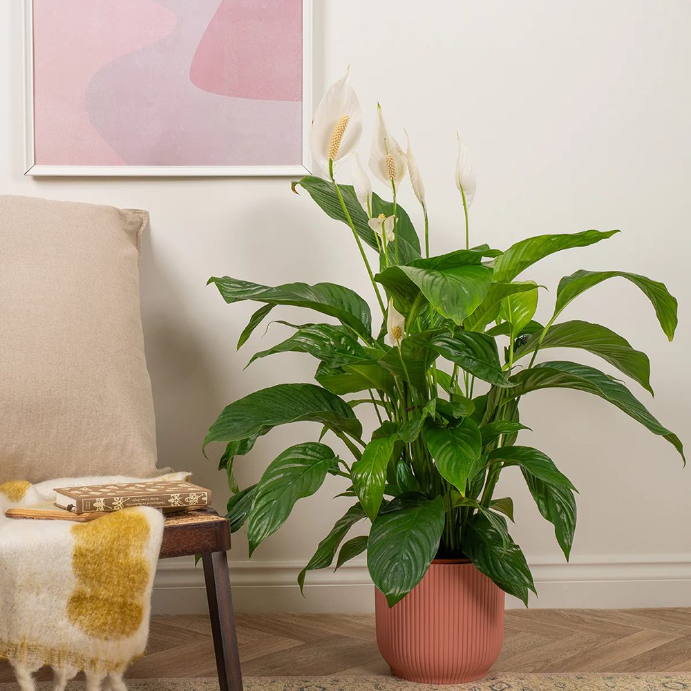 Crinul Pacii Spathiphyllum Pearl Cupido - 70/75 cm