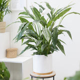 Crinul Pacii Spathiphyllum Pearl Cupido - 80 Cm