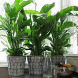 Crinul Pacii Spathiphyllum Pearl Cupido - 80 Cm