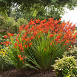 Crocosmia rosu Lucifer, cu flori rosii