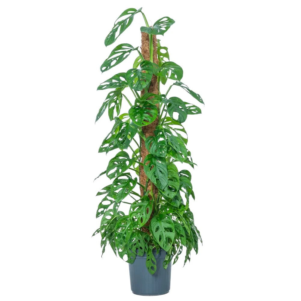 Monstera 'Holy Moly' – ritka, perforált levelű szobanövény tartóval, 160 cm